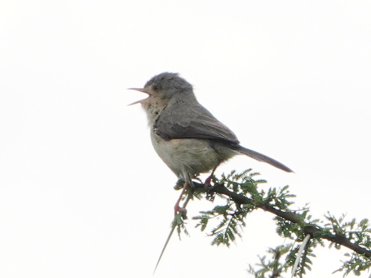 Buff-bellied Warbler - ML657473311