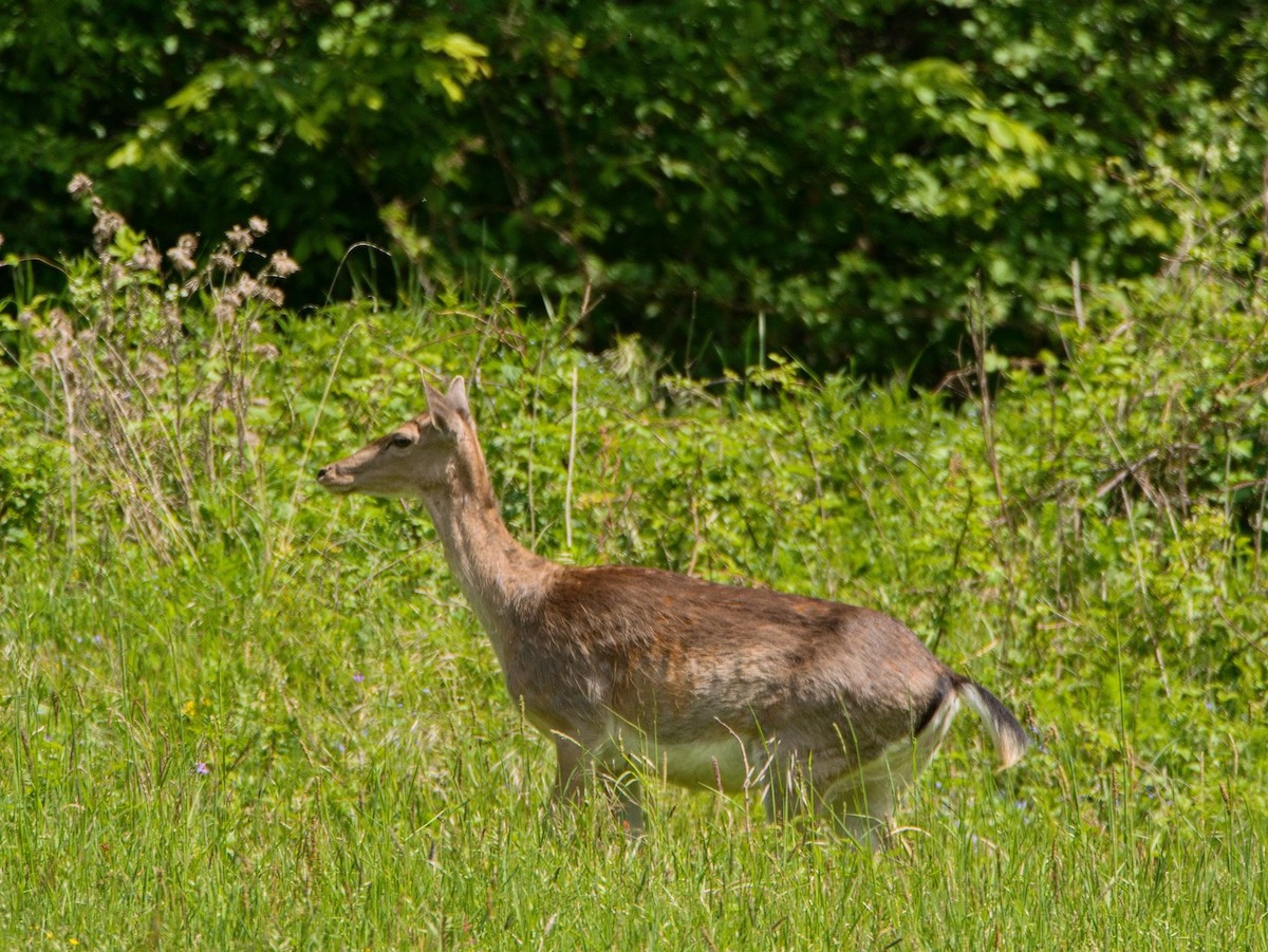 Animali - ML657473322
