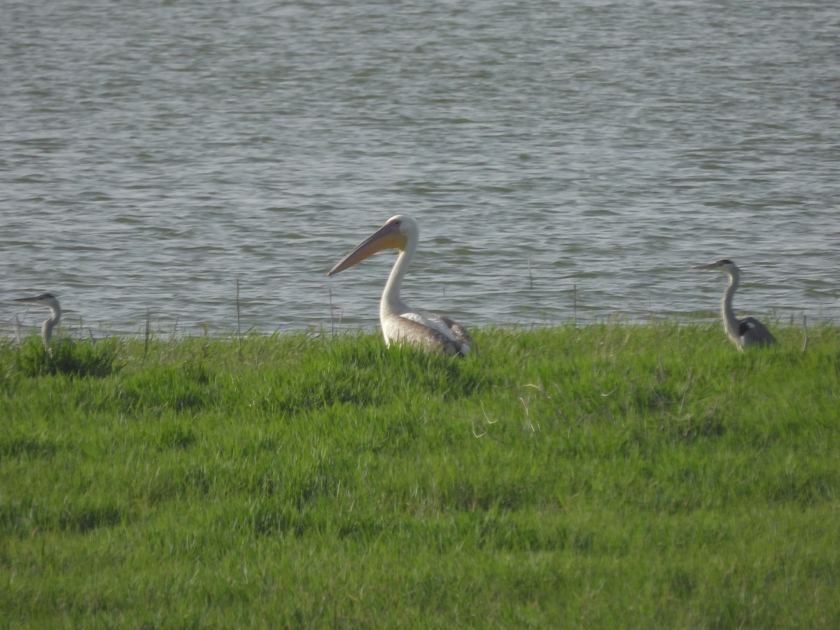 Great White Pelican - ML657473367