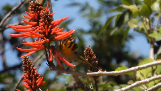 Black-backed Oriole - ML657474252