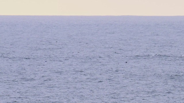 Puffin fuligineux - ML657474764