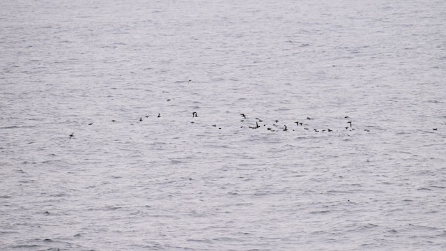 Puffin fuligineux - ML657475151