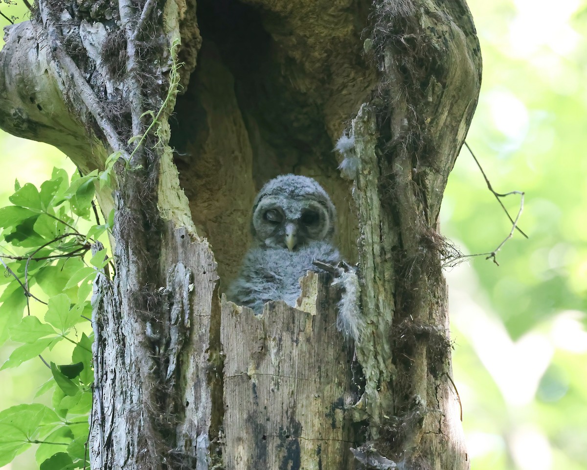 Barred Owl - ML657475199