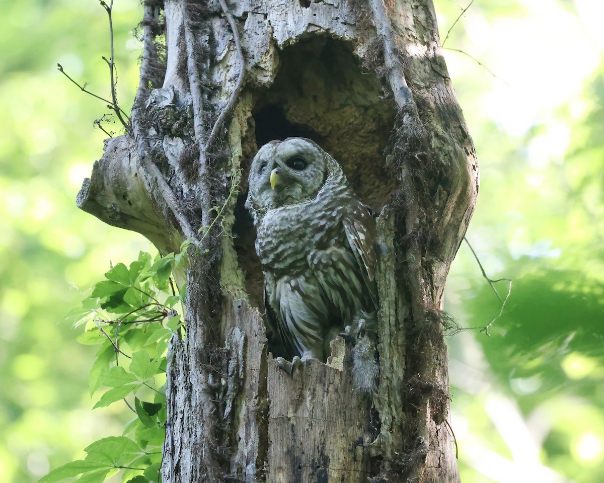 Barred Owl - ML657475201