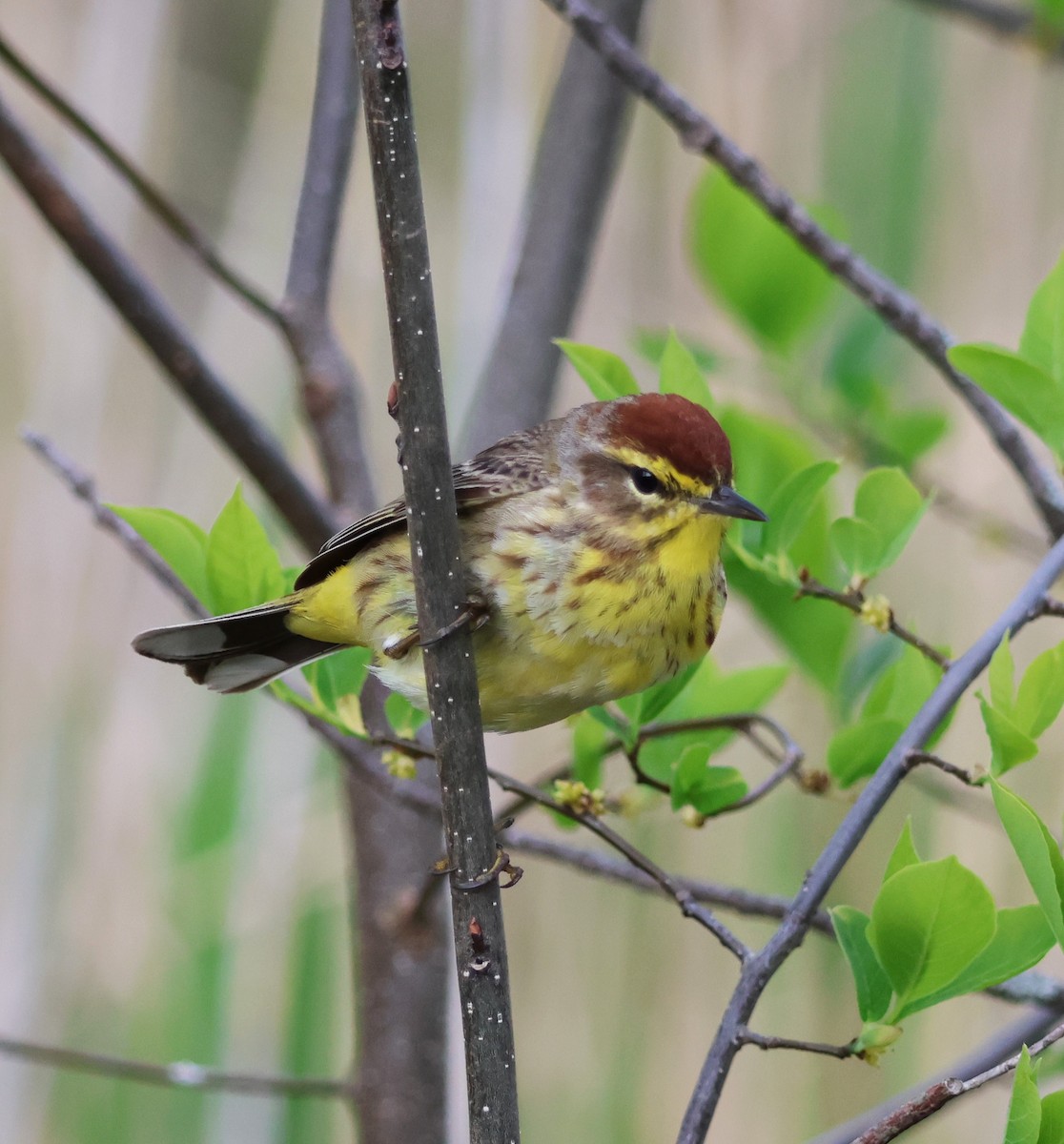 Palm Warbler - ML657475506