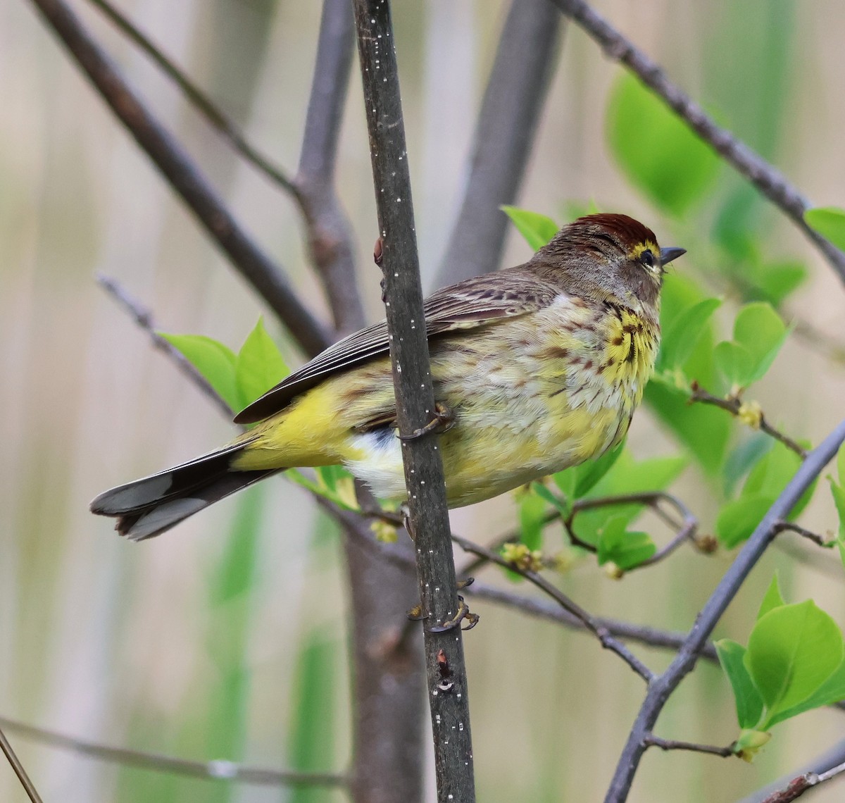 Palm Warbler - ML657475507