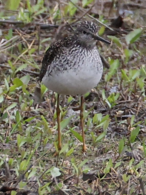 Lesser Yellowlegs - ML657475565