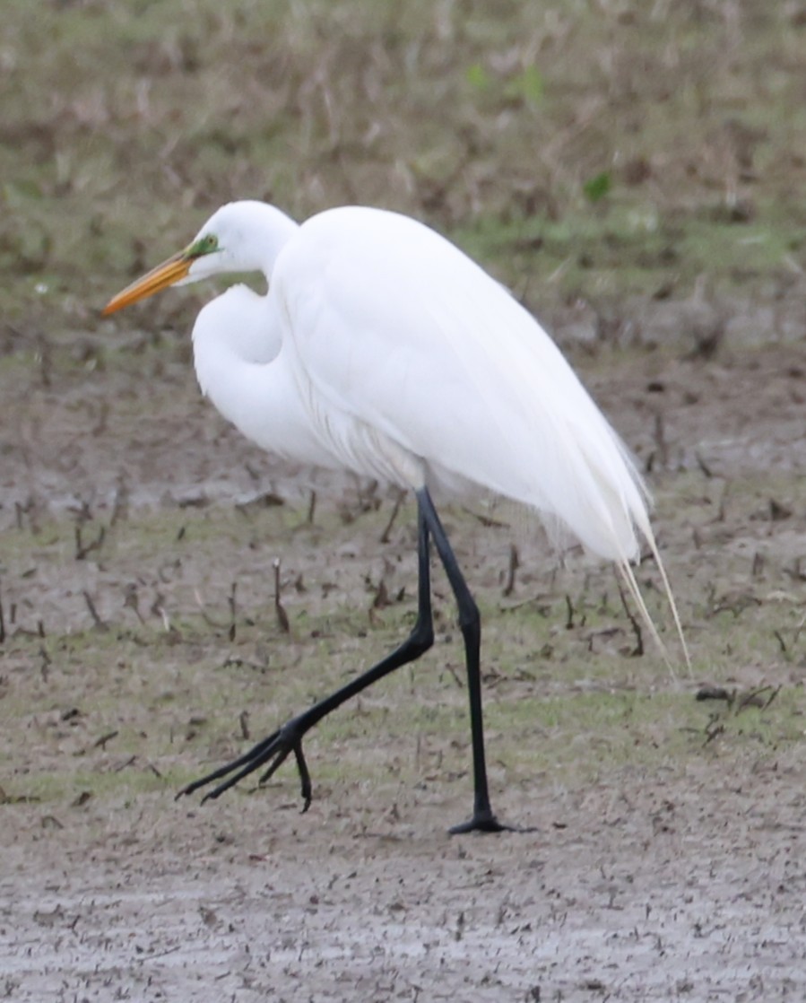 Great Egret - ML657475623
