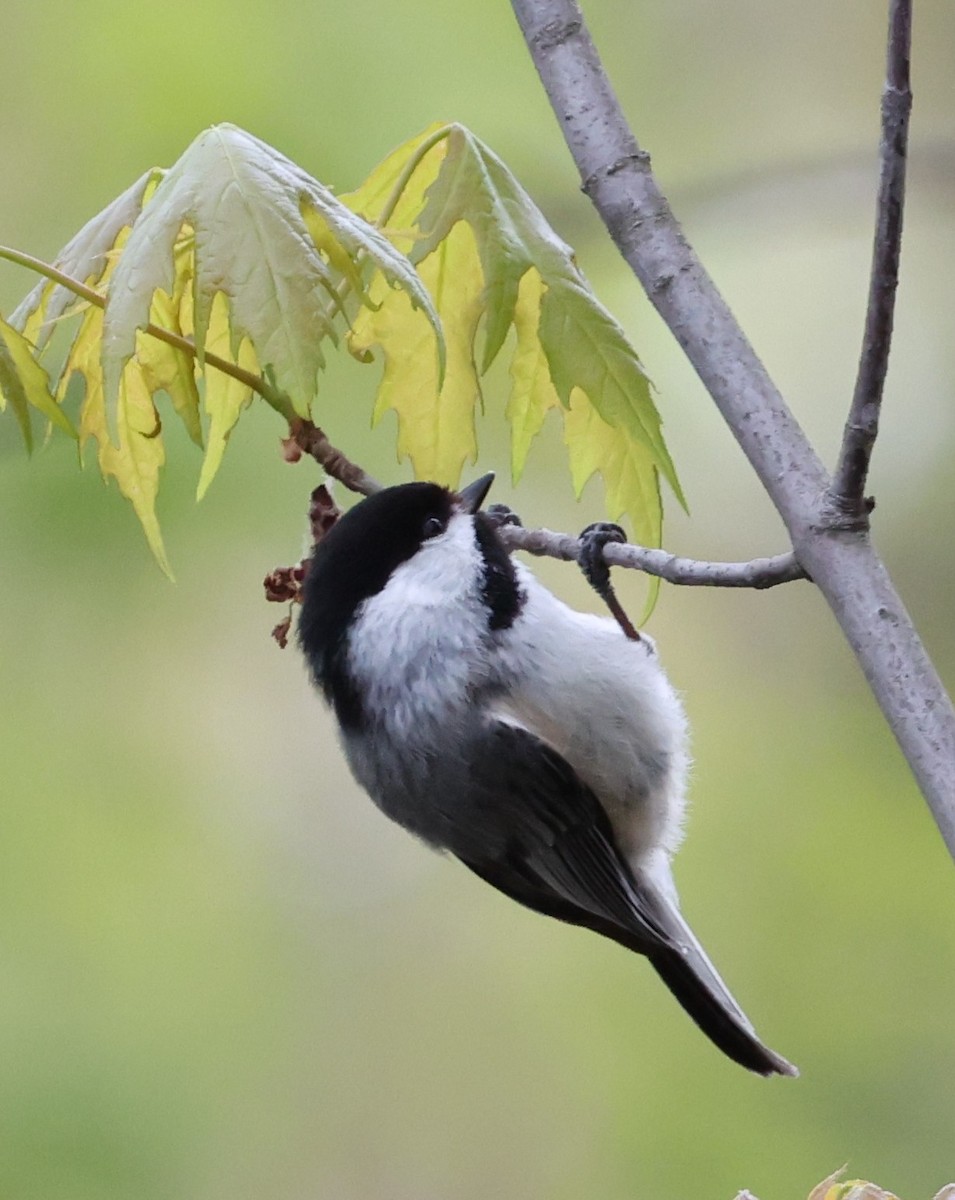 Black-capped Chickadee - ML657475655