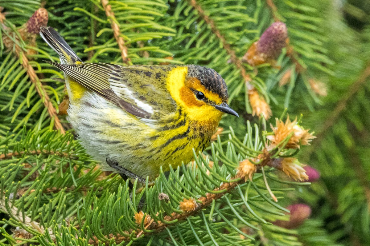 Cape May Warbler - ML657475686