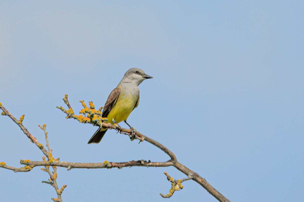 Western Kingbird - ML657475736