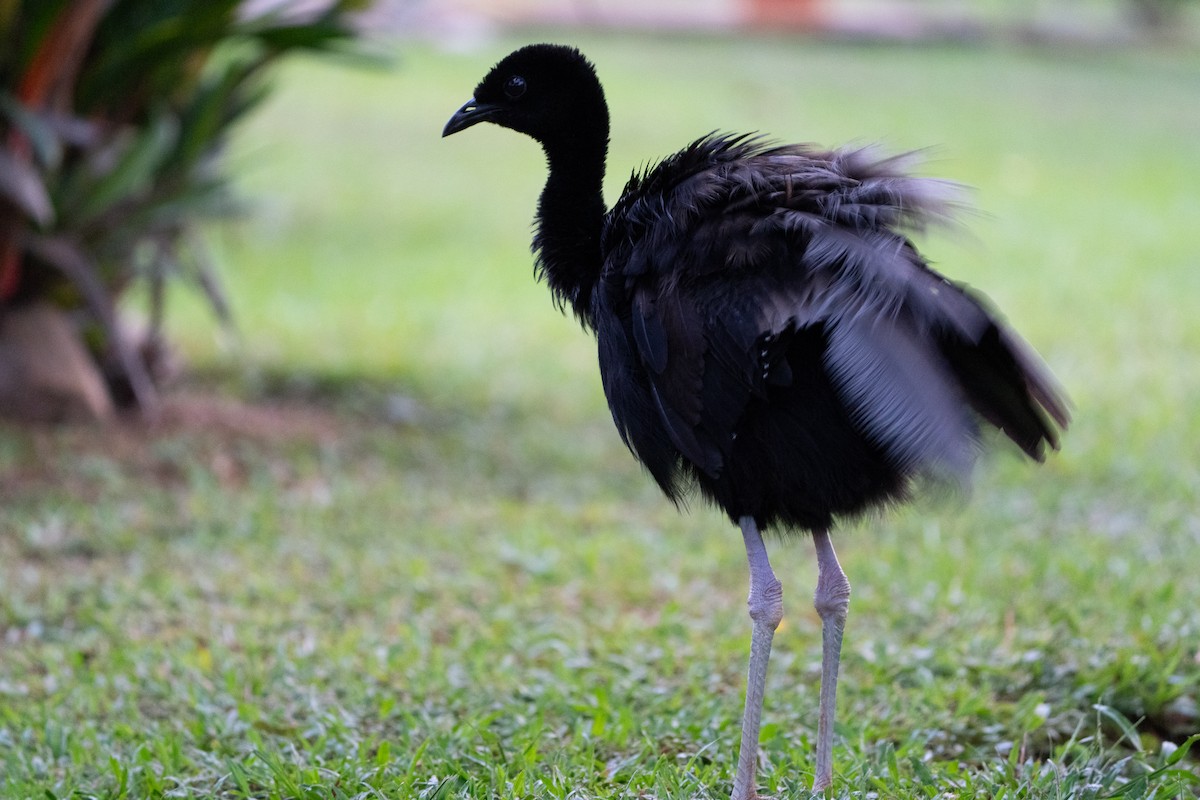 Grauflügel-Trompetervogel - ML657475758