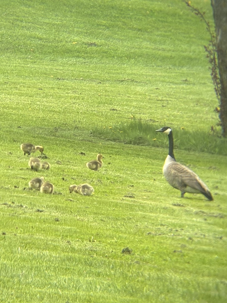 Canada Goose - ML657475858