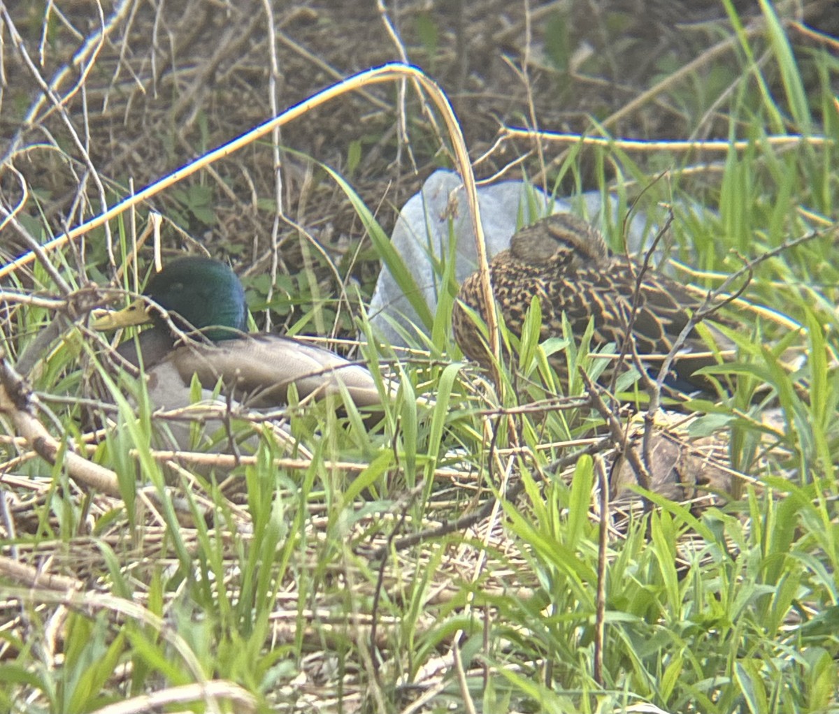 Mallard - ML657475875