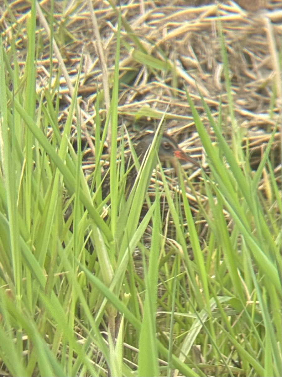 Virginia Rail - ML657475891