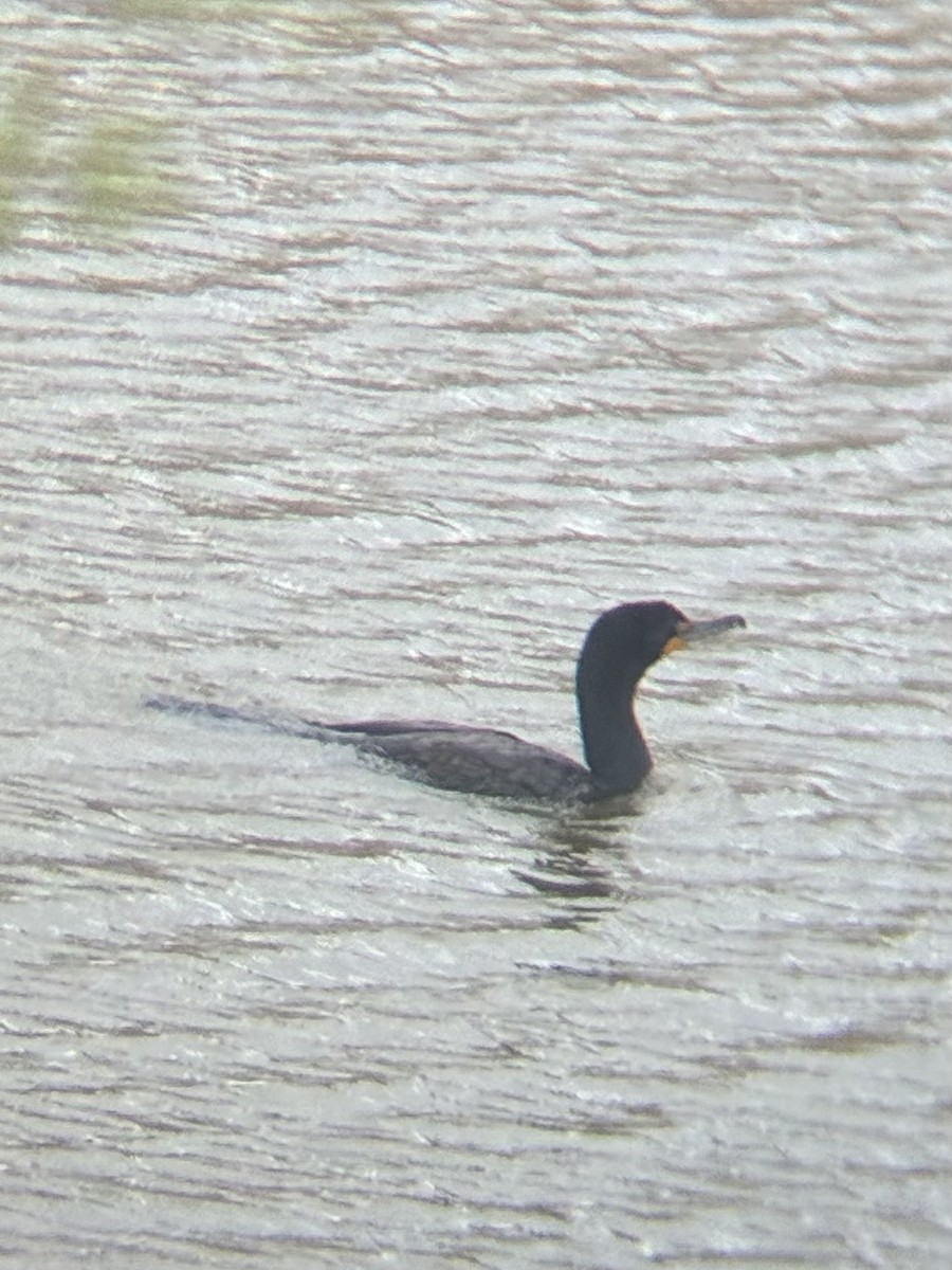 Double-crested Cormorant - ML657475899