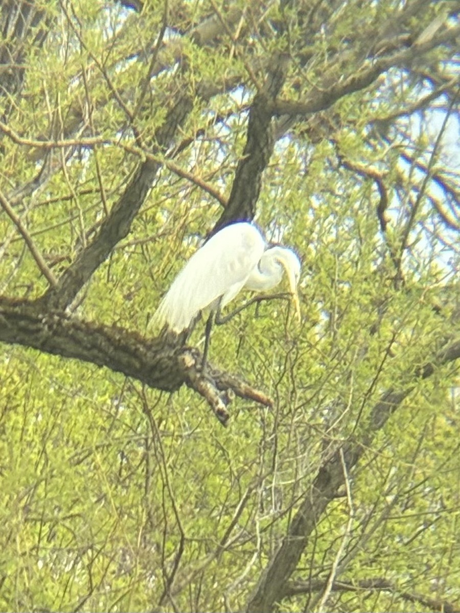 Great Egret - ML657475914