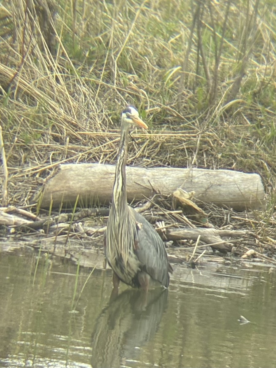 Great Blue Heron - ML657475944