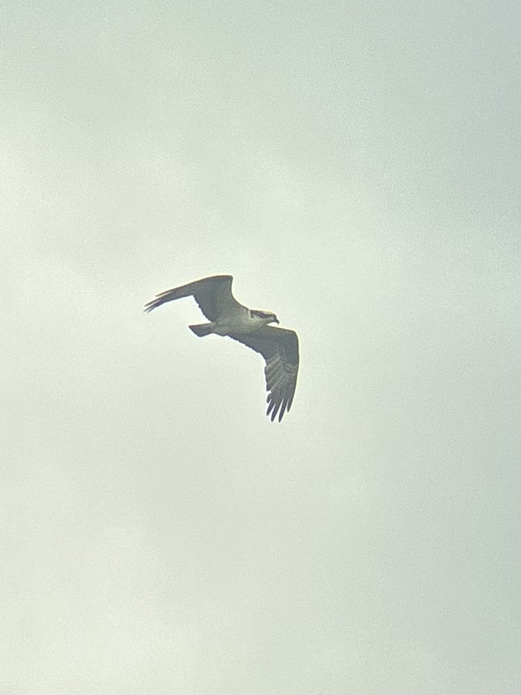 Osprey - ML657475961