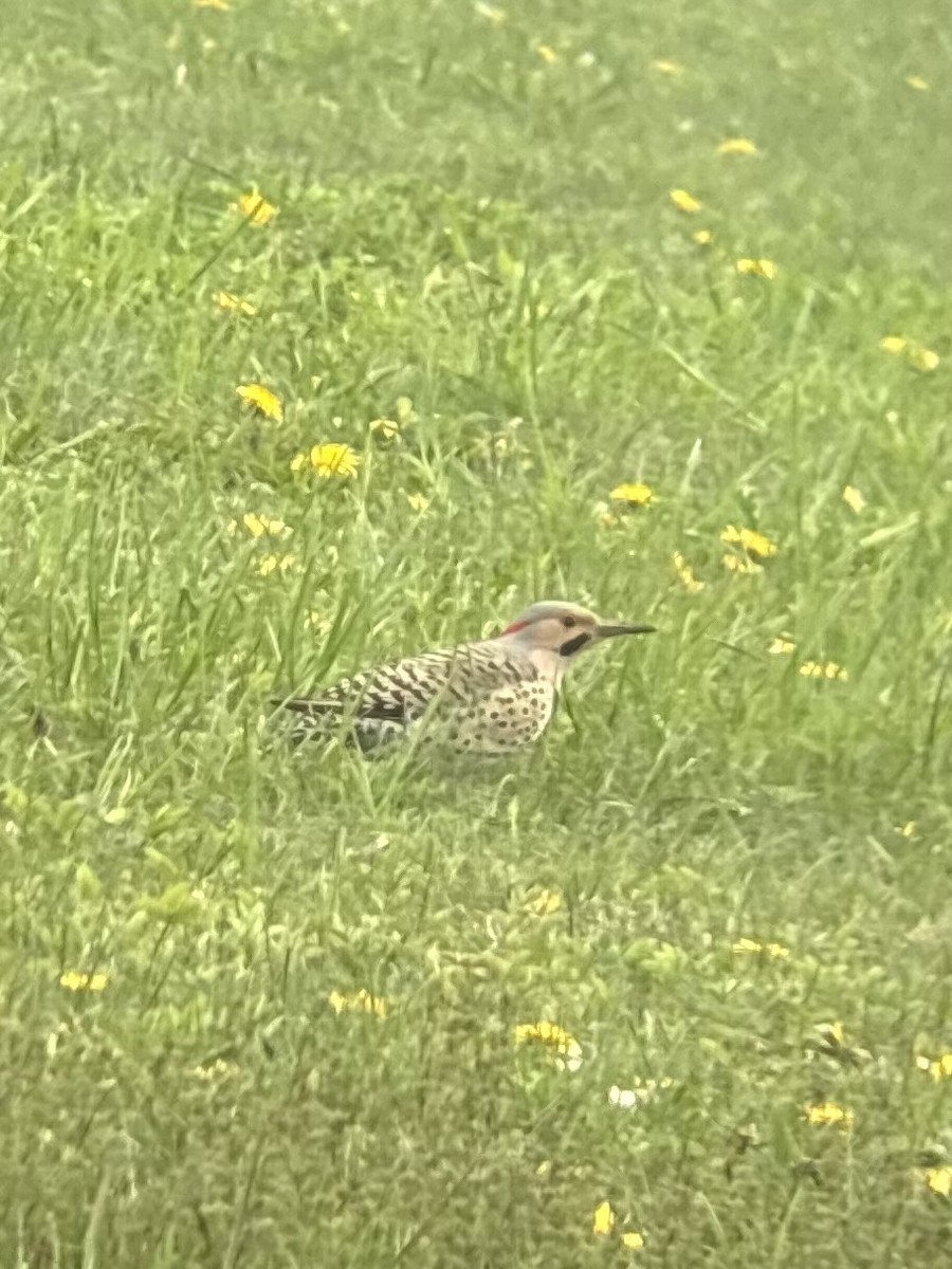 Northern Flicker - ML657475978