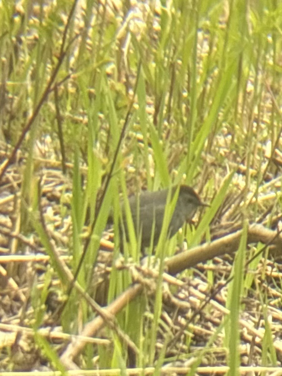 Gray Catbird - ML657475996