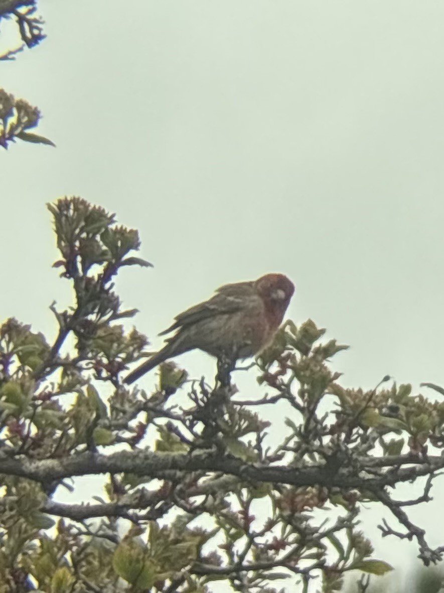 House Finch - ML657476007