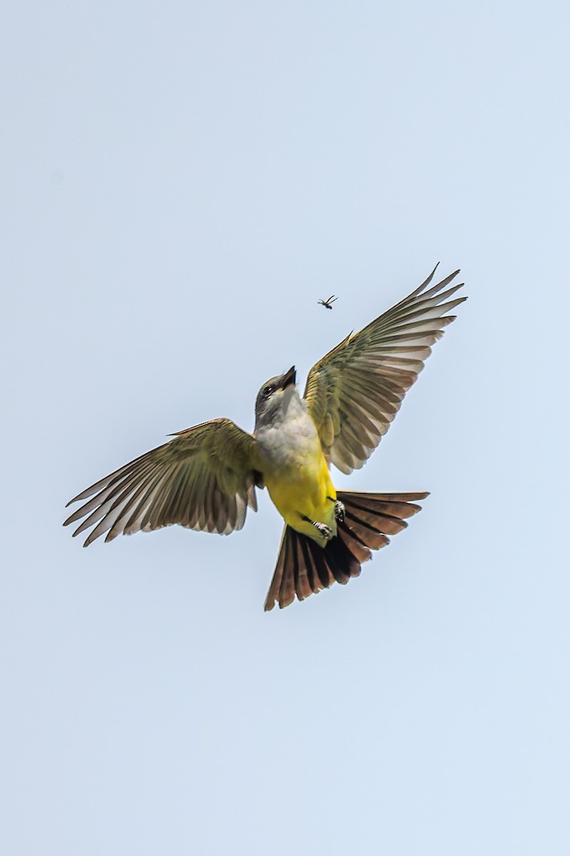 Western Kingbird - ML657476011