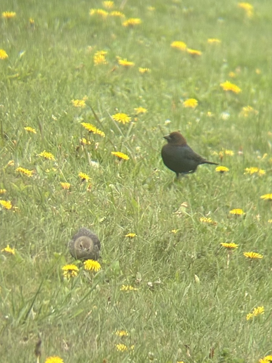 Brown-headed Cowbird - ML657476027