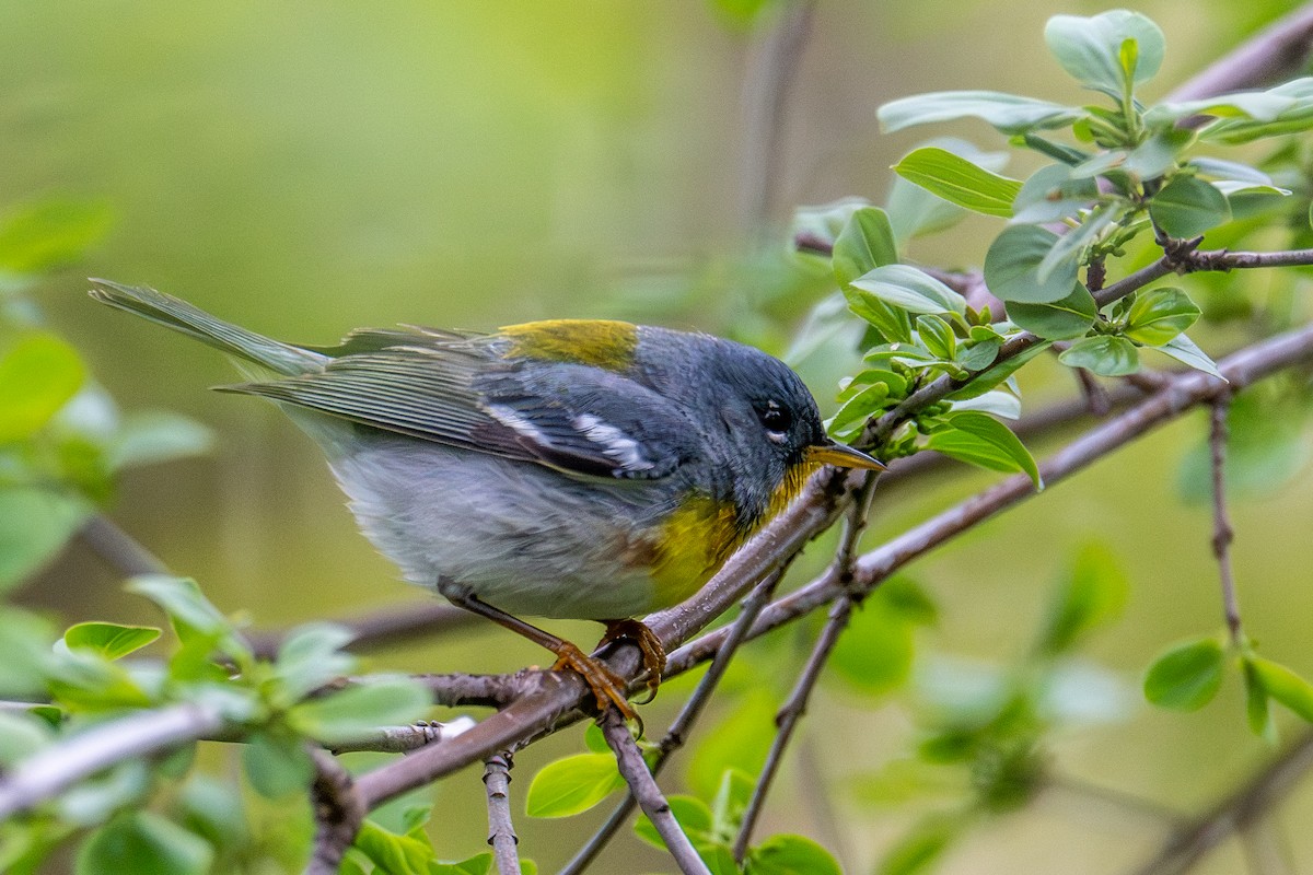Northern Parula - ML657476115