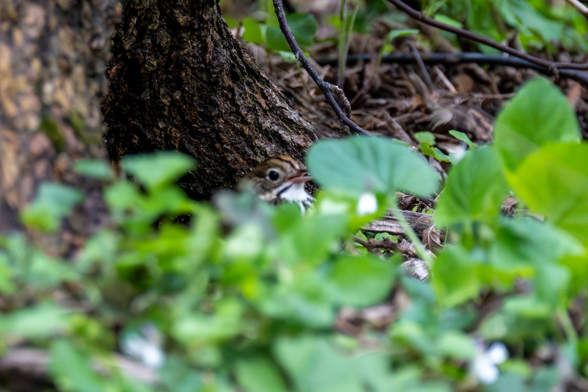 Ovenbird - ML657476131