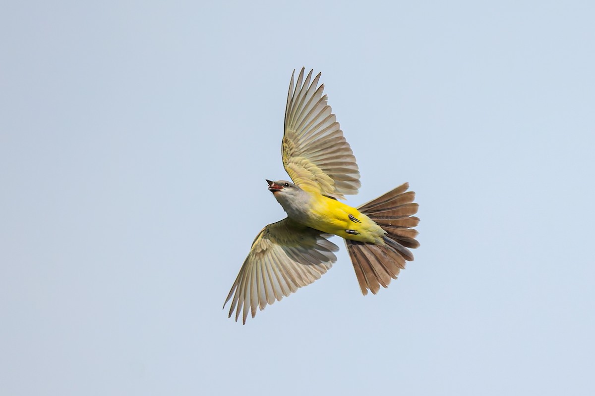 Western Kingbird - ML657476138