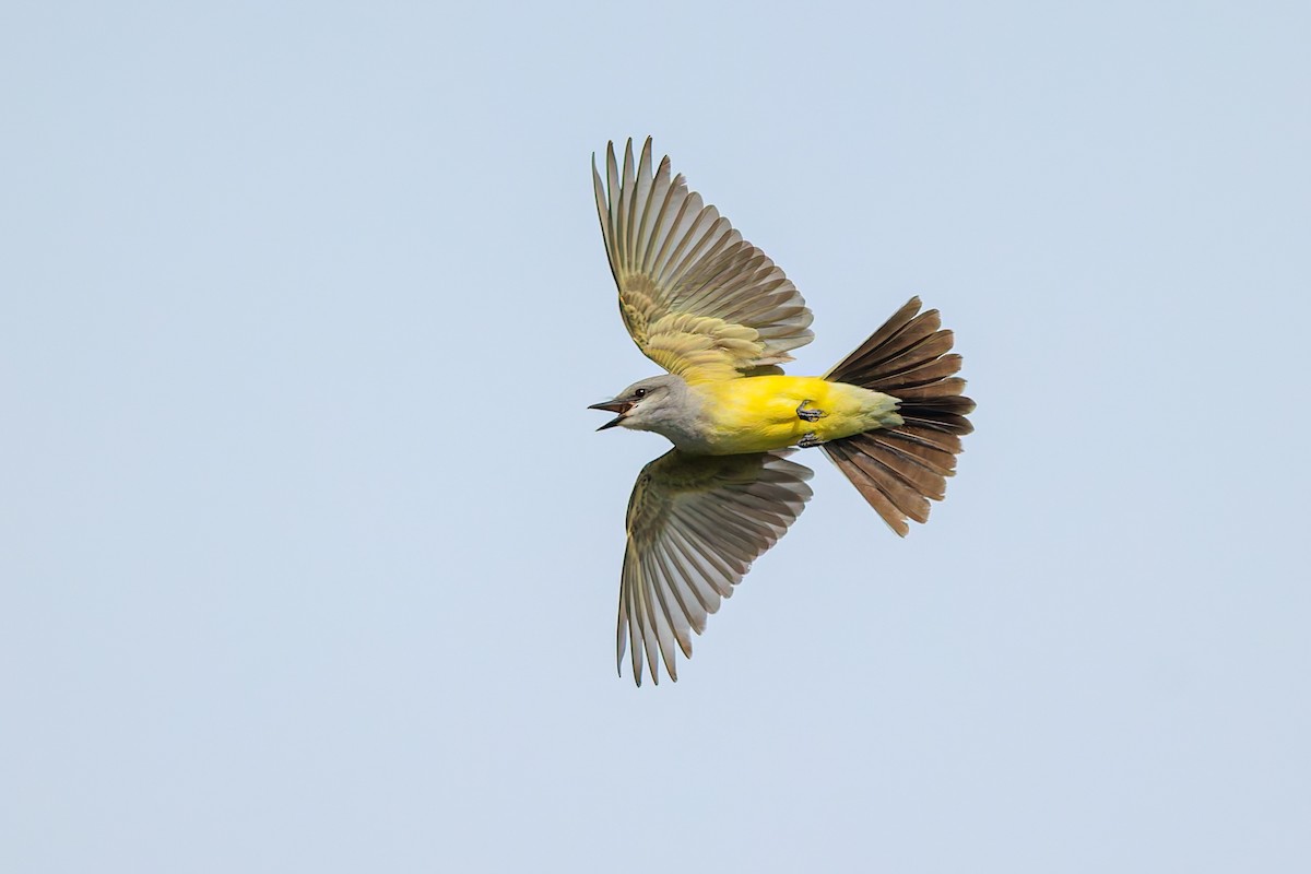 Western Kingbird - ML657476152