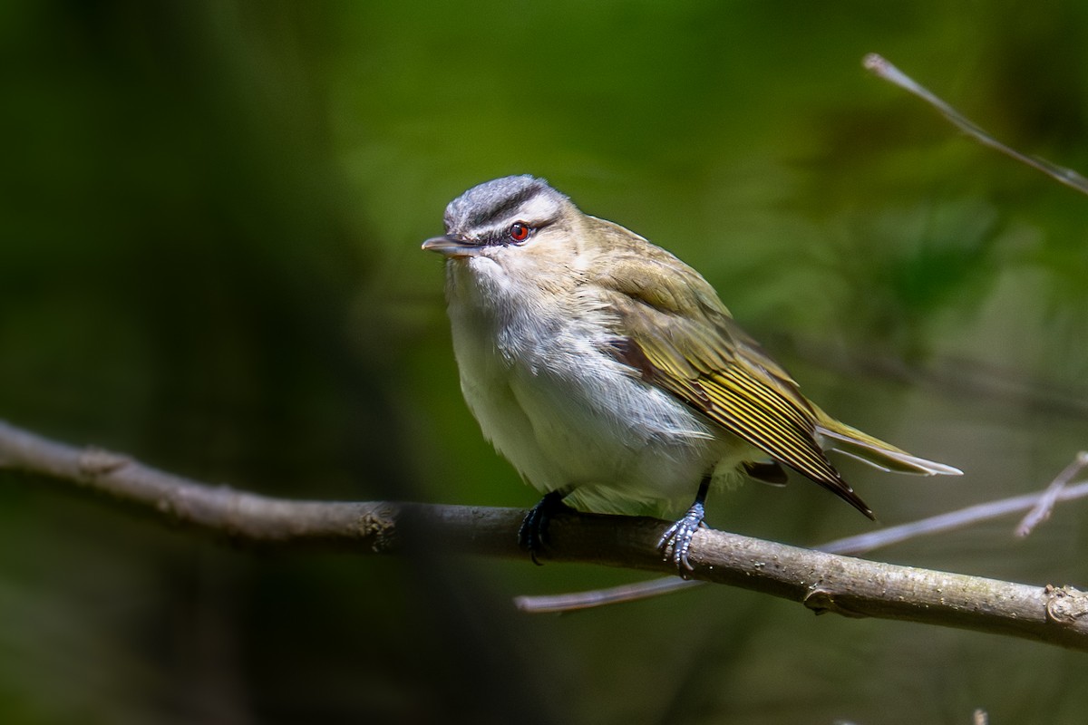 Red-eyed Vireo - ML657476163