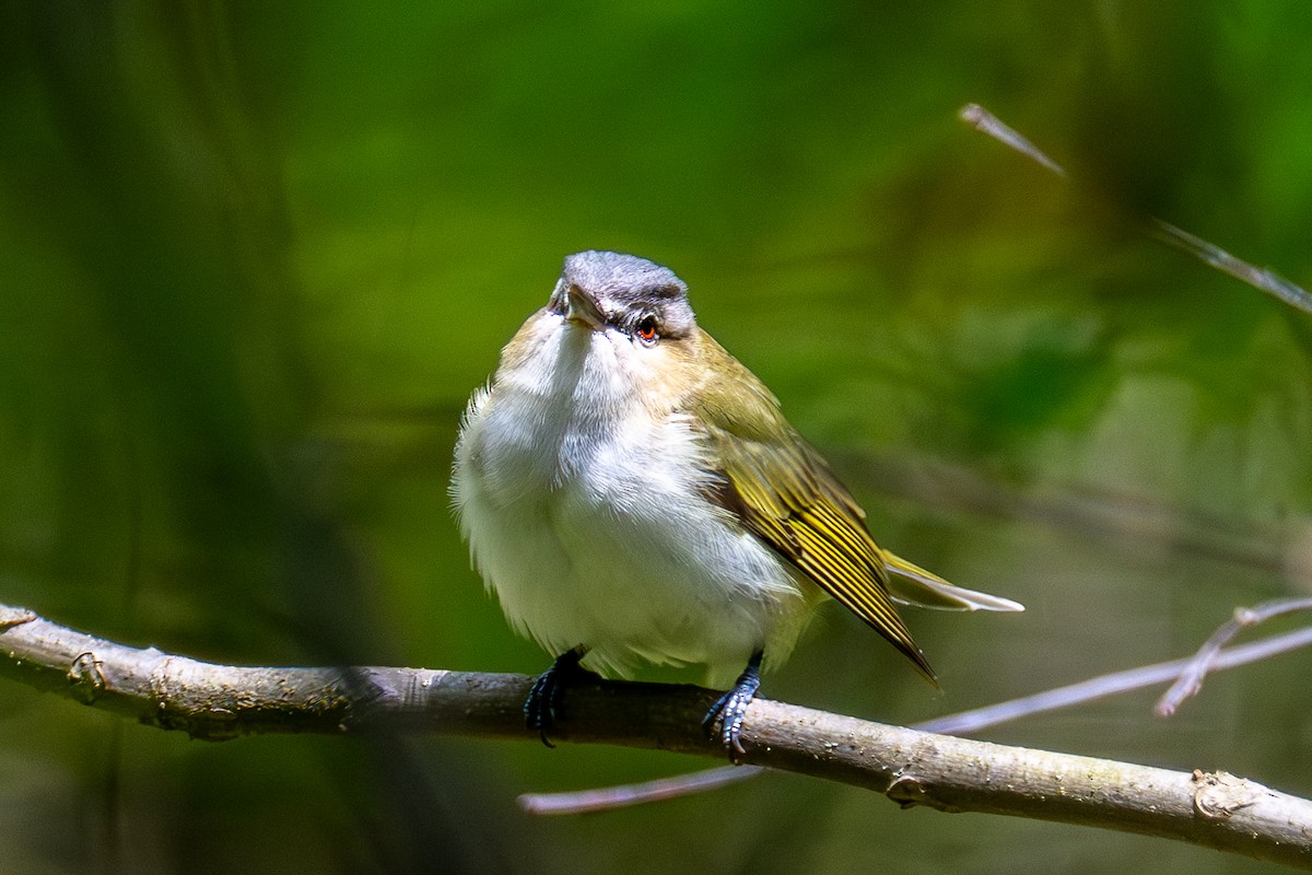 Red-eyed Vireo - ML657476165