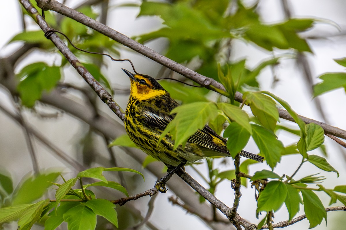 Cape May Warbler - ML657476188