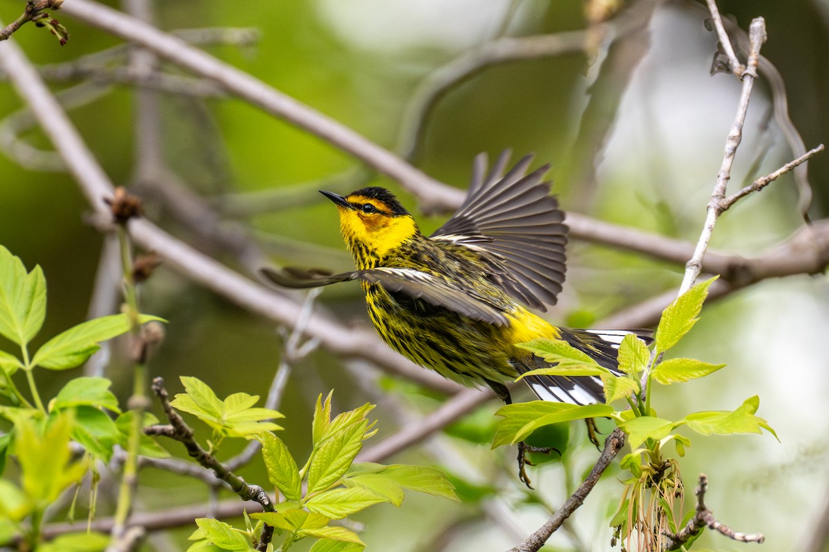Cape May Warbler - ML657476189