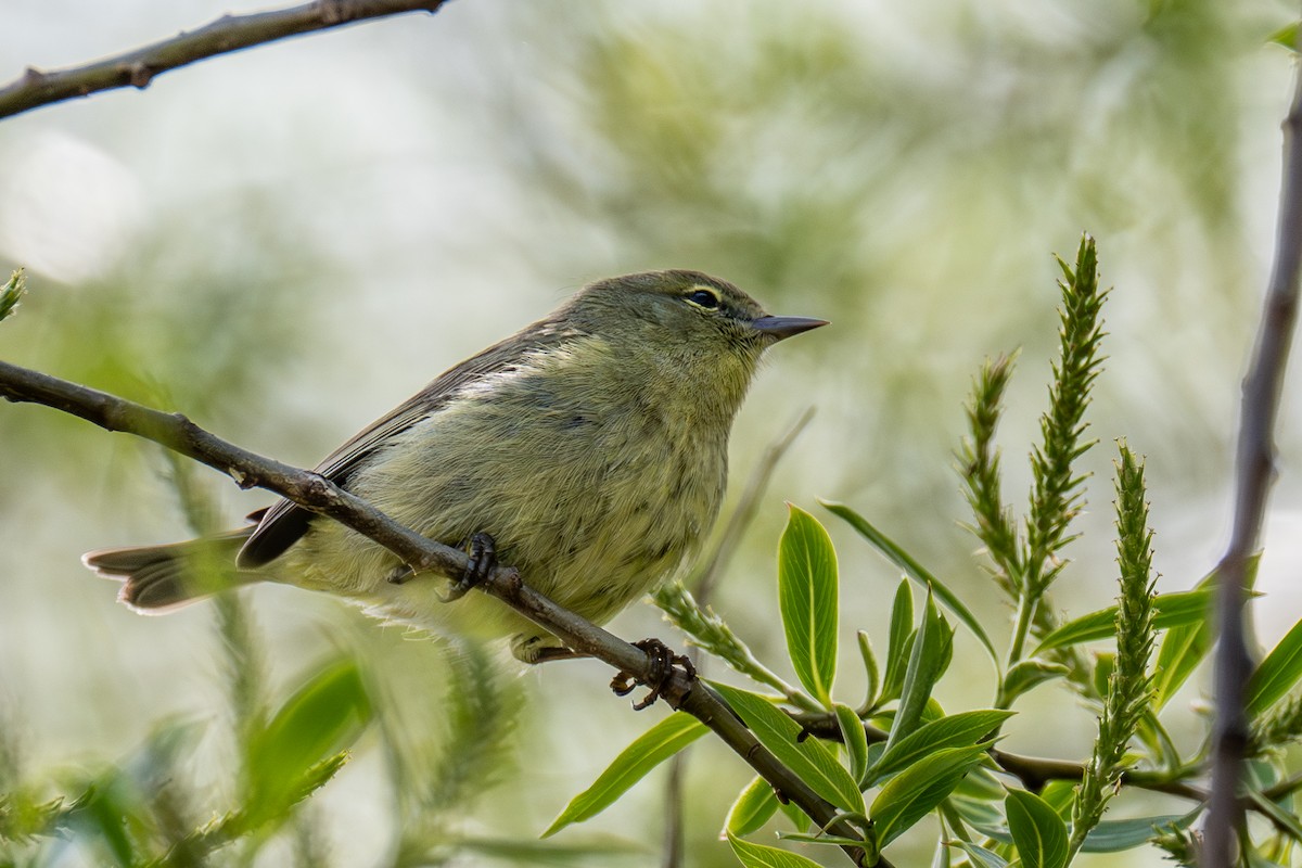 Orange-crowned Warbler - ML657476198