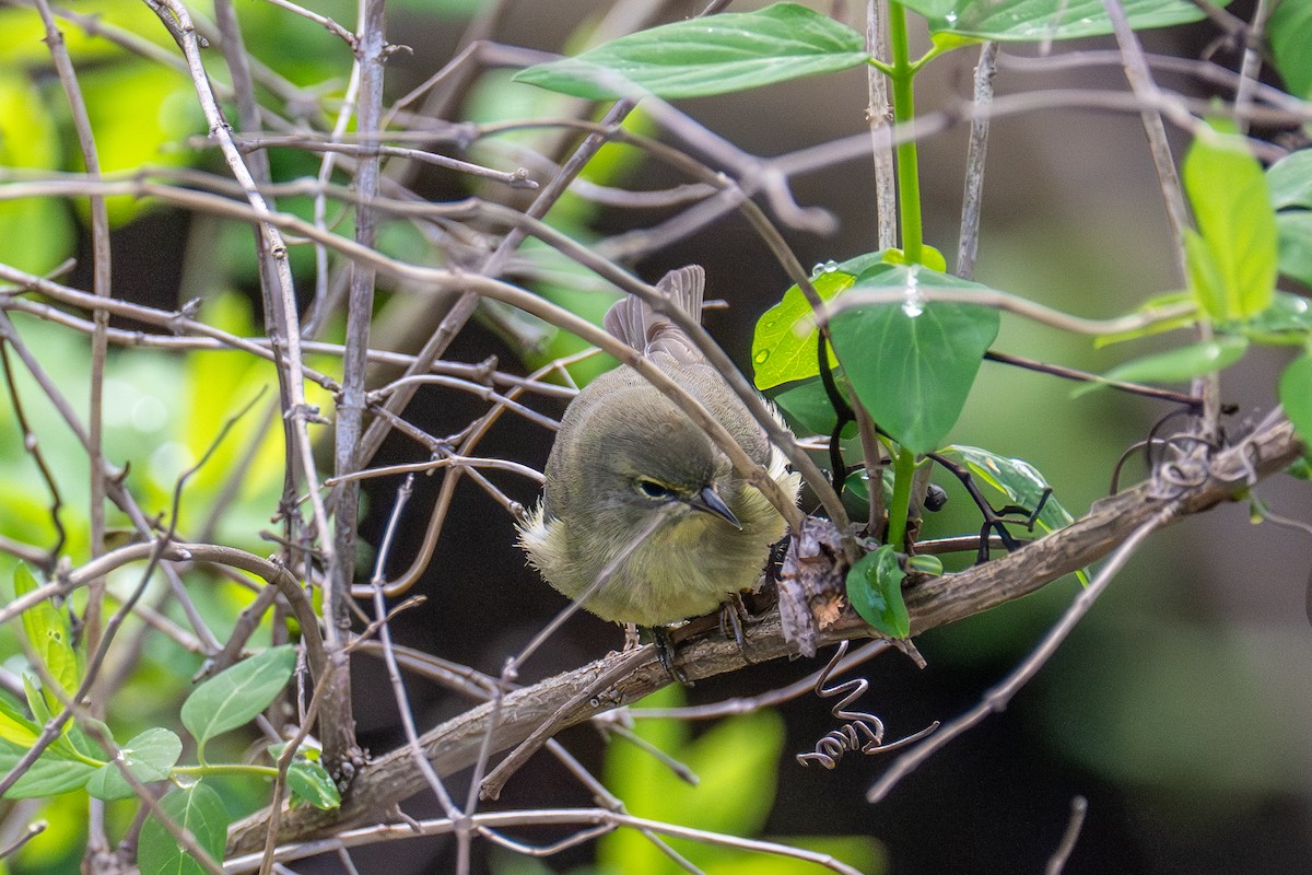 Orange-crowned Warbler - ML657476199