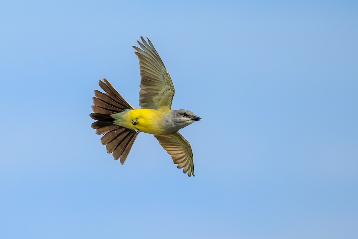 Western Kingbird - ML657476221