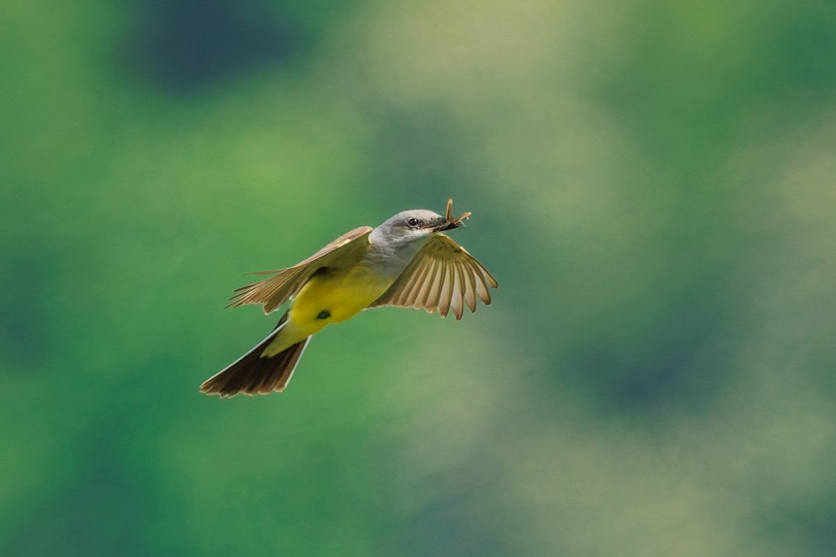 Western Kingbird - ML657476222