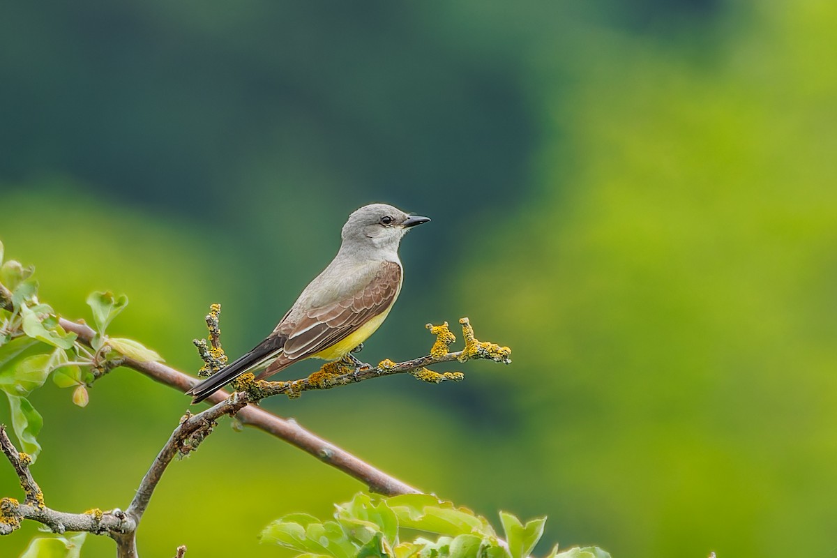 Western Kingbird - ML657476223