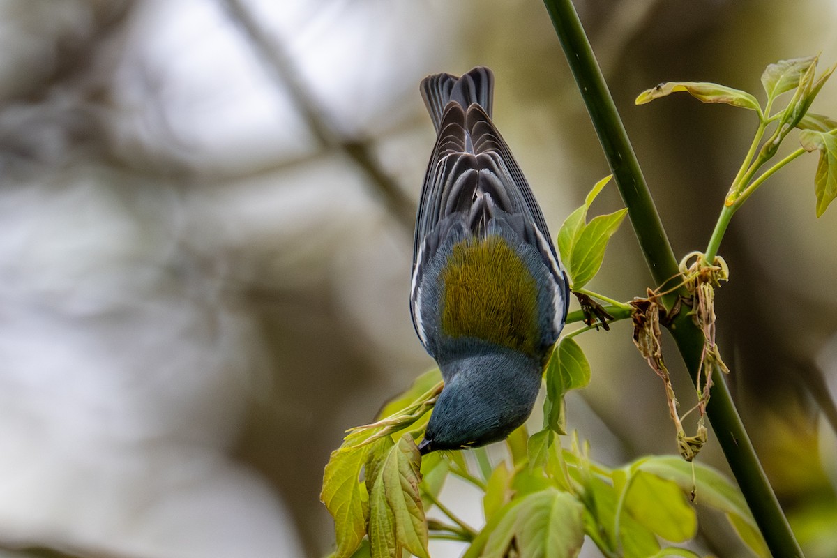 Northern Parula - ML657476227
