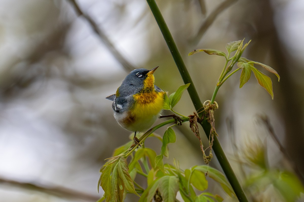 Northern Parula - ML657476228