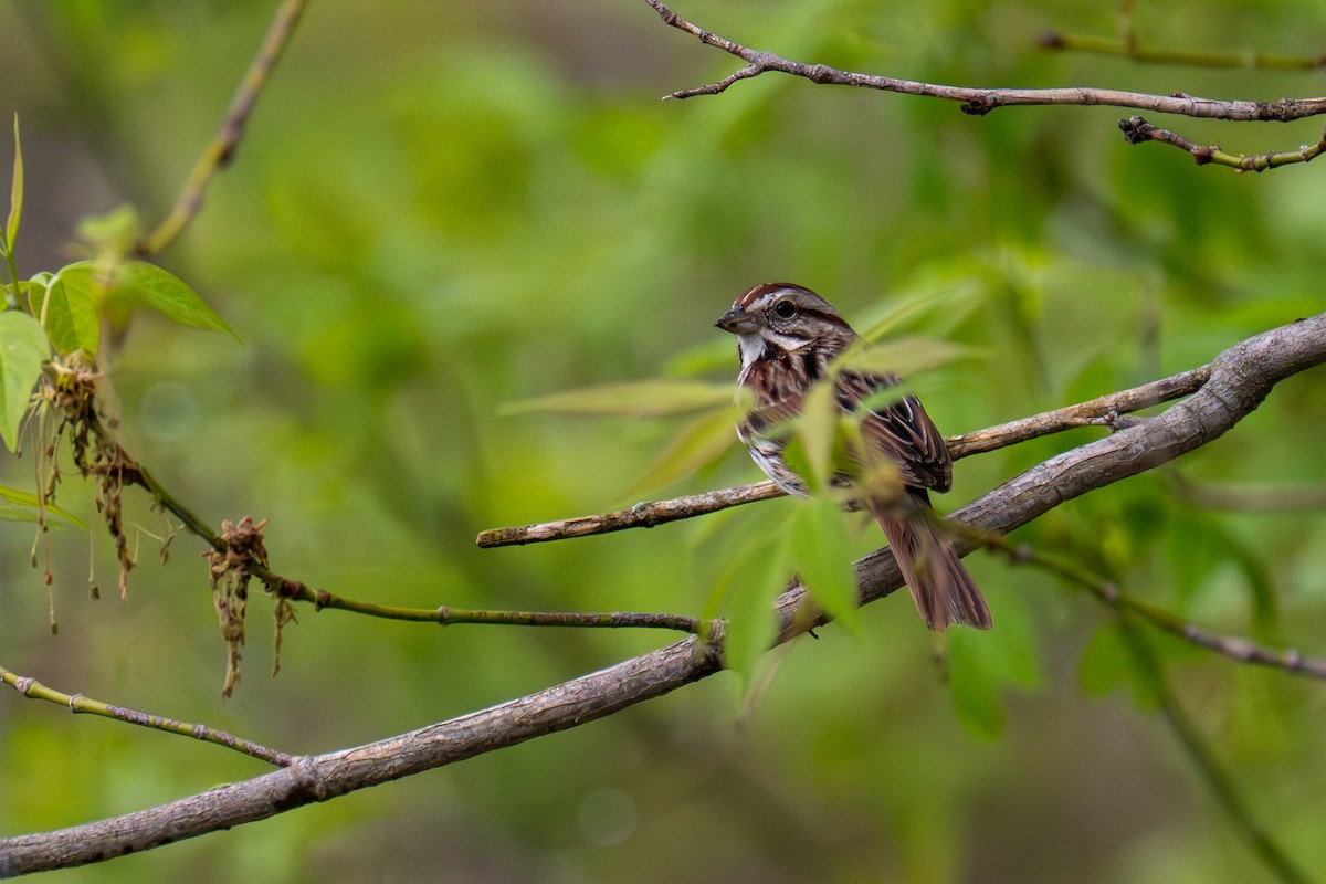 Song Sparrow - ML657476233