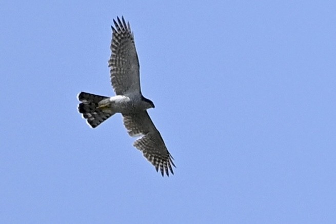Eurasian Goshawk - ML657476983