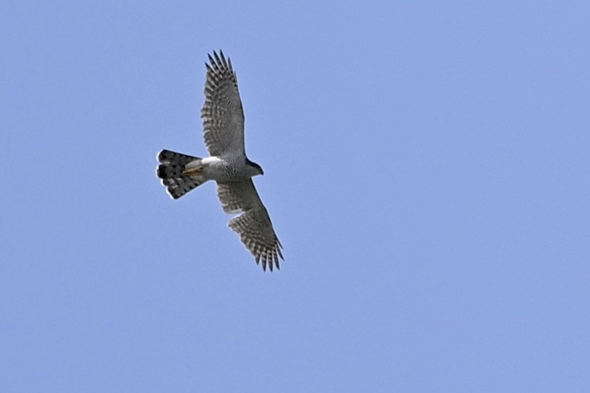 Eurasian Goshawk - ML657476984
