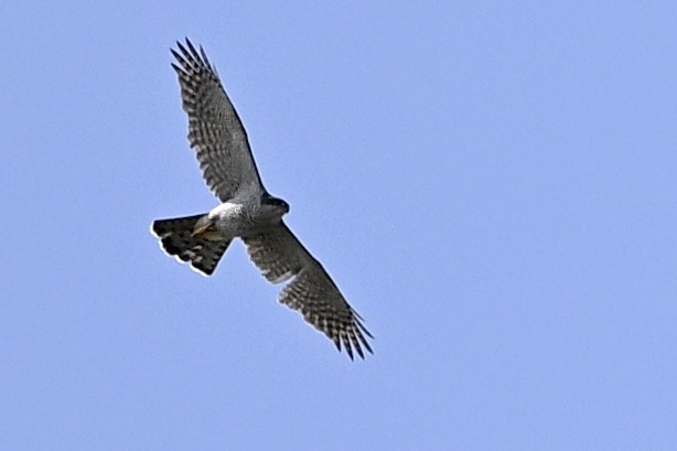 Eurasian Goshawk - ML657476985