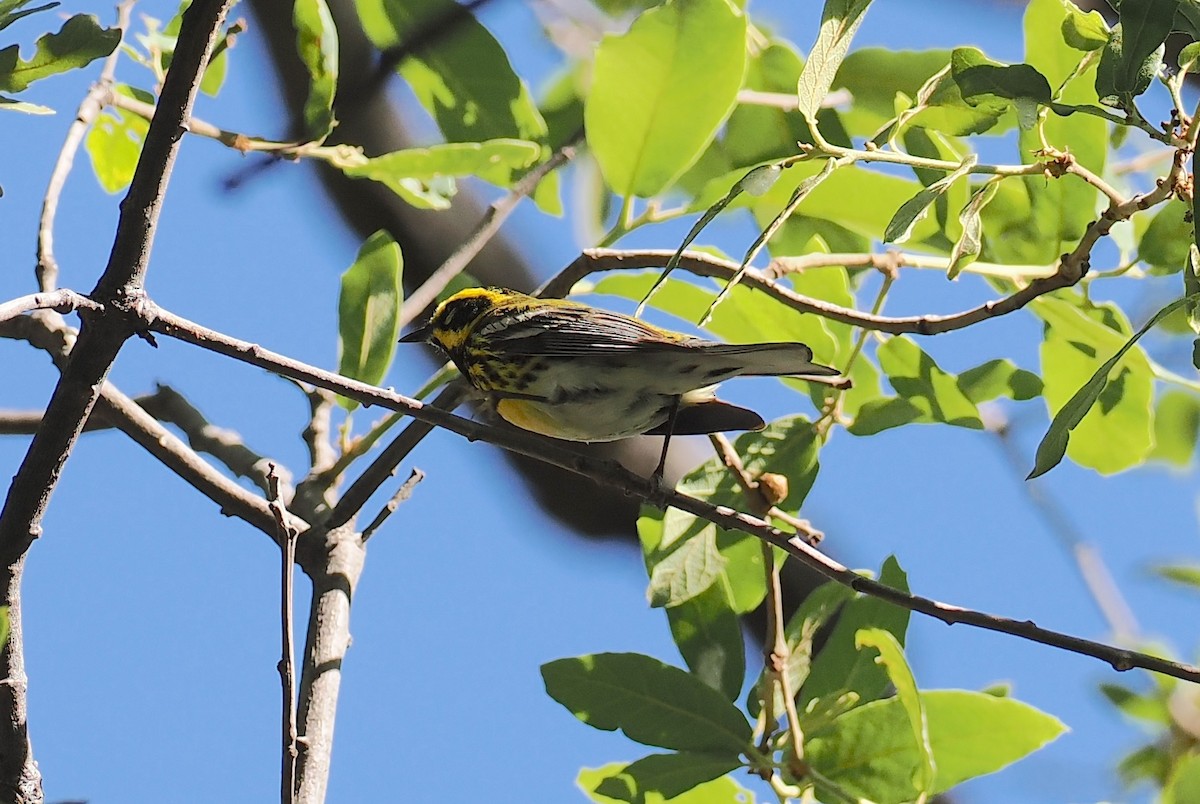 Townsend's Warbler - ML657477899