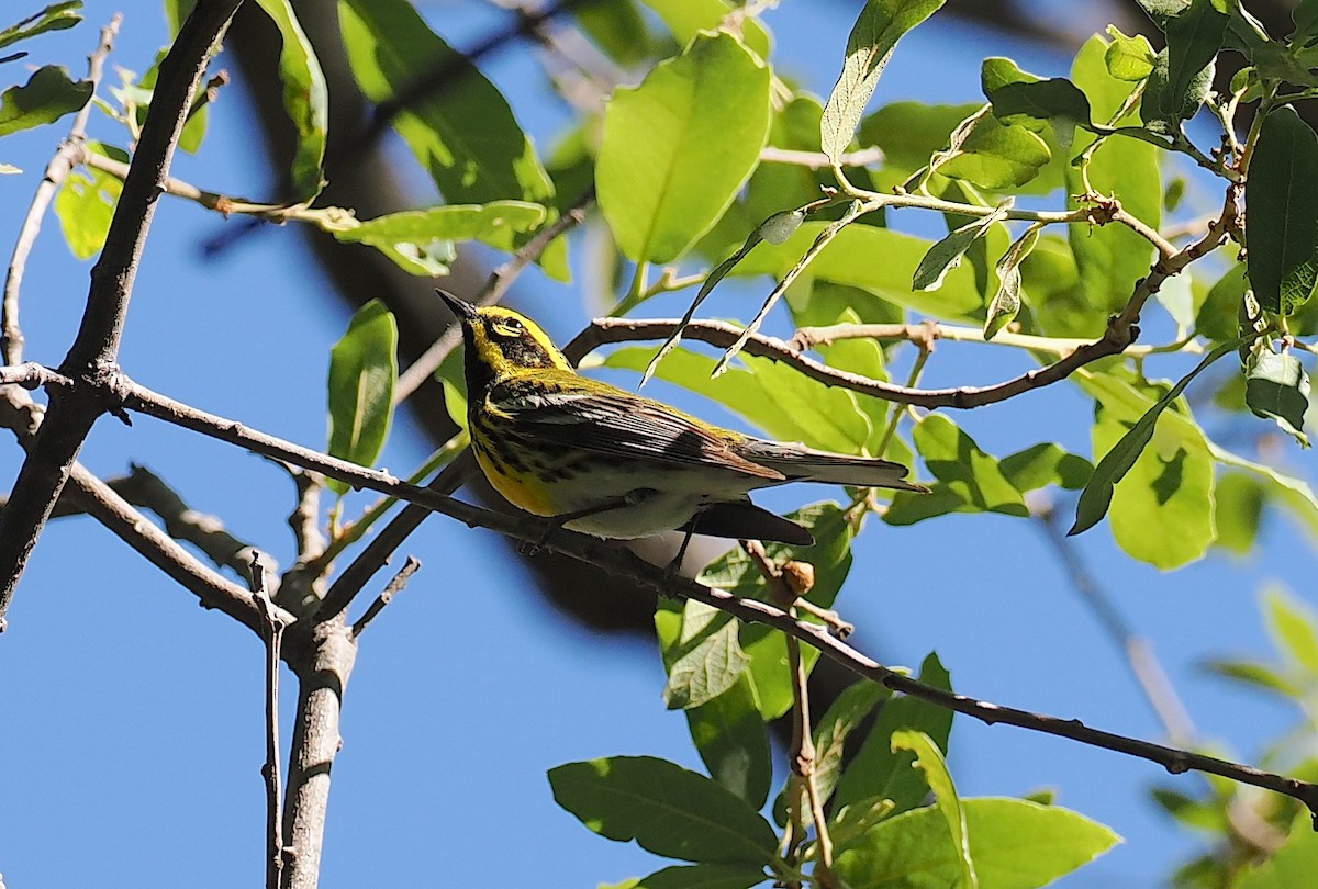 Townsend's Warbler - ML657477900