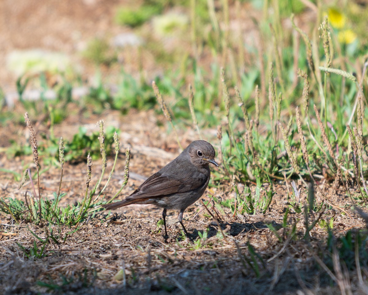 Black Redstart - ML657477901